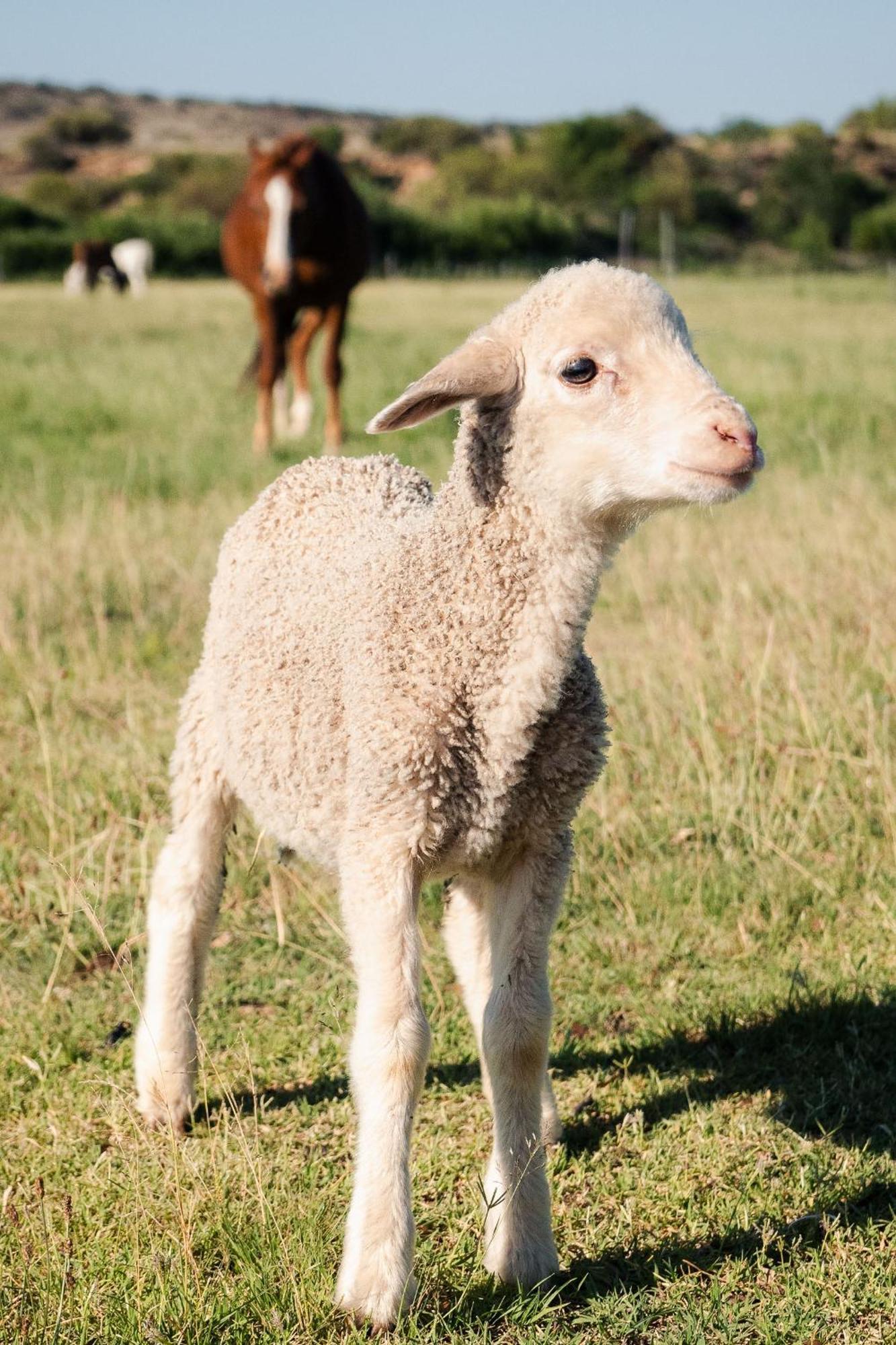 Вилла Garingboom Guest Farm Springfontein Экстерьер фото