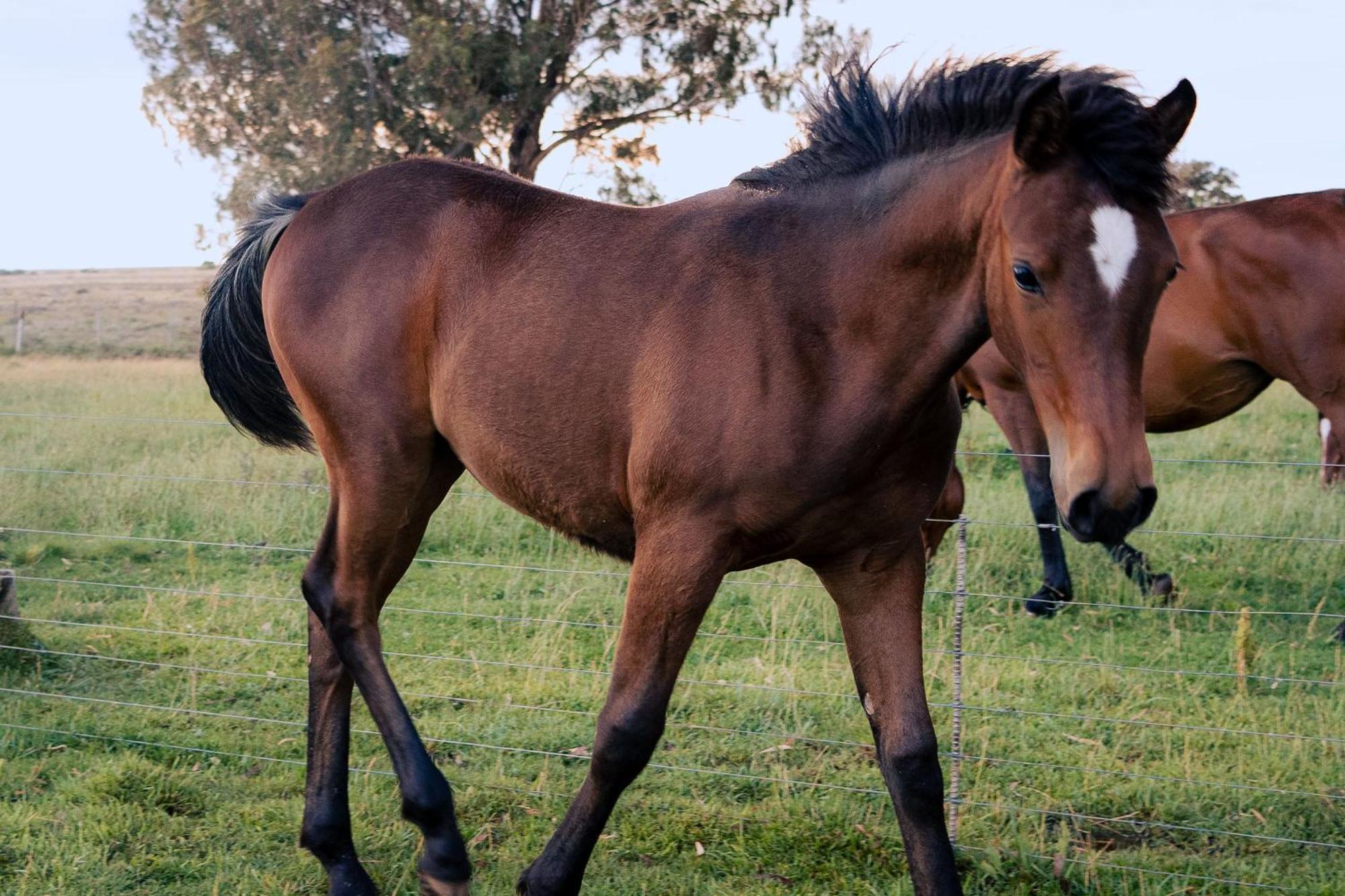 Вилла Garingboom Guest Farm Springfontein Экстерьер фото